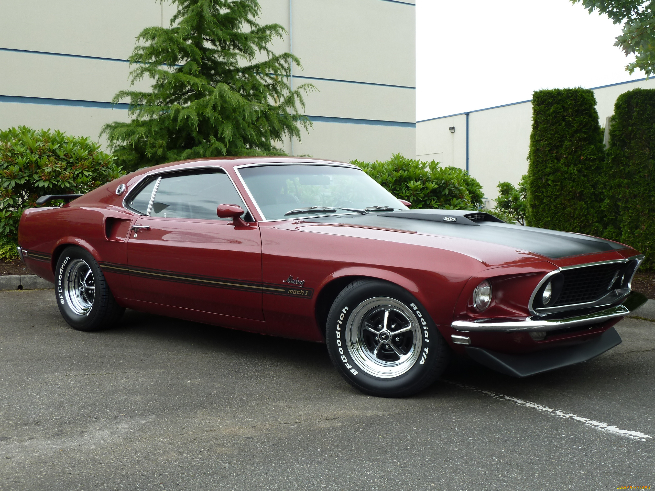 , mustang
